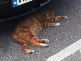 The Very Eventful Lives of the Excellent Cats