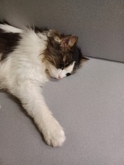 The Very Eventful Lives of the Excellent Cats