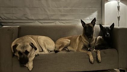 Seeking Advice - separation anxiety with rescue dog