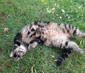 Post your cute kitties 😸