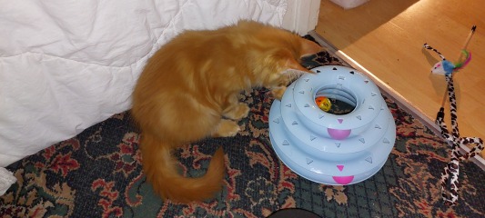 Yet another new kitten