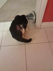 Are cone collars definitely necessary?