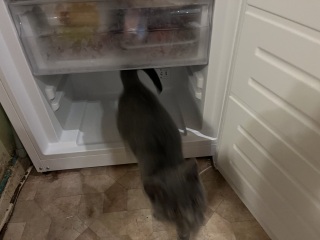 The Very Eventful Lives of the Excellent Cats