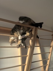 Kittens and stairs
