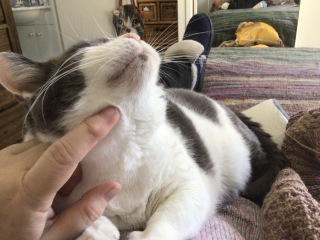 The Very Eventful Lives of the Excellent Cats