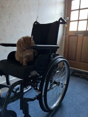The Very Eventful Lives of the Excellent Cats