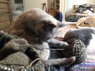 The Very Eventful Lives of the Excellent Cats