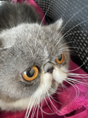 Post your cute kitties 😸