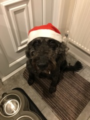 To ask you to come and celebrate your dog with me