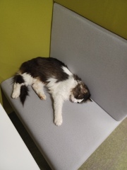 The Very Eventful Lives of the Excellent Cats