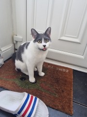 Please can I see pics of your cats?