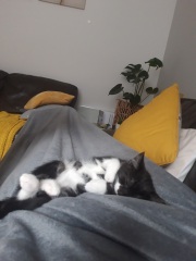 Are my kittens too small?