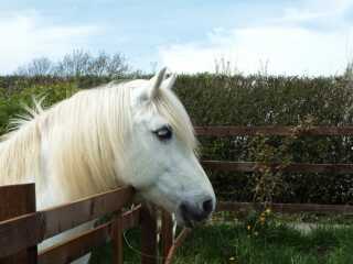 Muddy pony competition...
