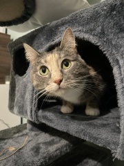 Post your cute kitties 😸