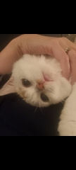 Post your cute kitties 😸