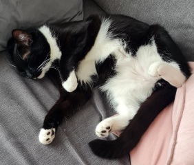 Post your cute kitties 😸