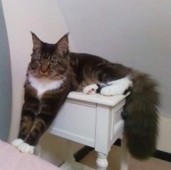 Poll - Your favourite bit of your cat(s)!