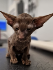Help me name our new kitten!