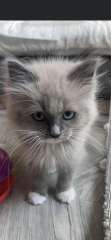 Post your cute kitties 😸