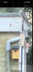 Can anyone ID this bird of prey in the garden?