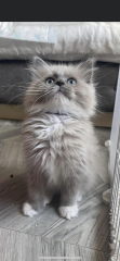 Post your cute kitties 😸