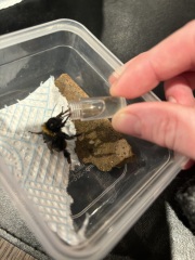 I've found a bee