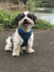 To ask you to come and celebrate your dog with me