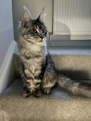 Should I get a cat? (Maine Coon)