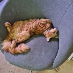 Please can I see pics of your cats?