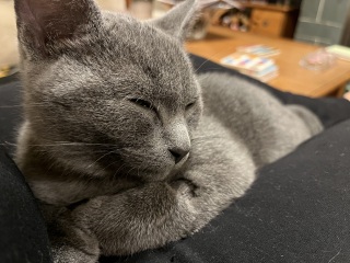 Post your cute kitties 😸