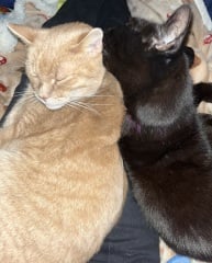 The Very Eventful Lives of the Excellent Cats