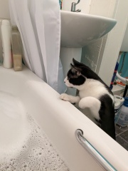 Bizarre yet impressive things your cat has done