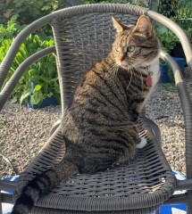Post your cute kitties 😸