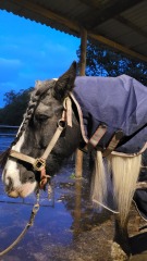 Muddy pony competition...
