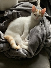 Is my kitten growling?!