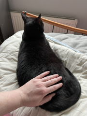 The Very Eventful Lives of the Excellent Cats