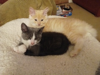 Does anyone prefer adult cats over kittens?