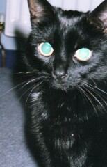 The Very Eventful Lives of the Excellent Cats