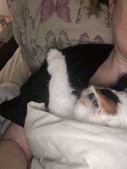 Please can I see pics of your cats?
