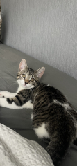 Poll - Your favourite bit of your cat(s)!
