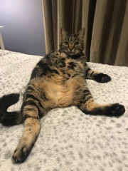 Please can I see pics of your cats?