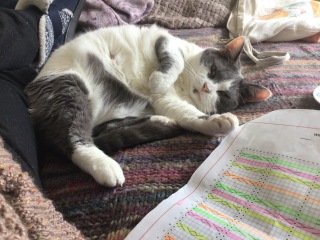 The Very Eventful Lives of the Excellent Cats