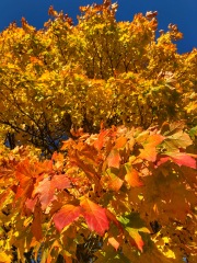 Thread 10 - TalkLair: “The candle flame gutters. Its little pool of light trembles.”