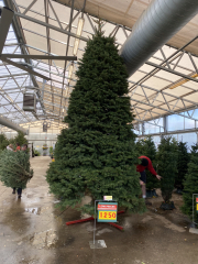 The ultimate SHOW US YOUR TREE megathread!