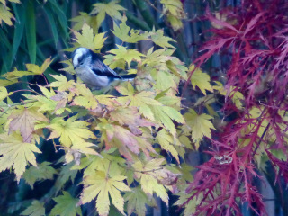 Thread 10 - TalkLair: “The candle flame gutters. Its little pool of light trembles.”