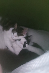 New kittens, pictures!
