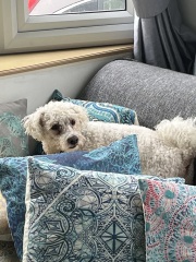 To ask you to come and celebrate your dog with me