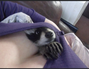What is your ultimate dream pet?