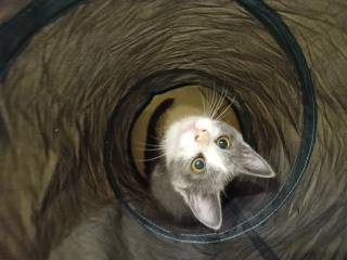 Post your cute kitties 😸