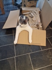 Please can I see pics of your cats?